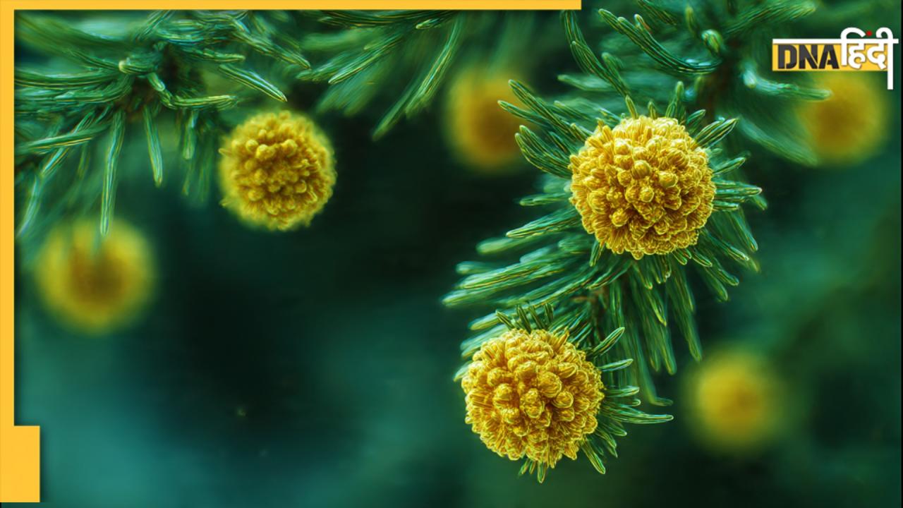 क्या पेड़ों पर उगता है सोना?