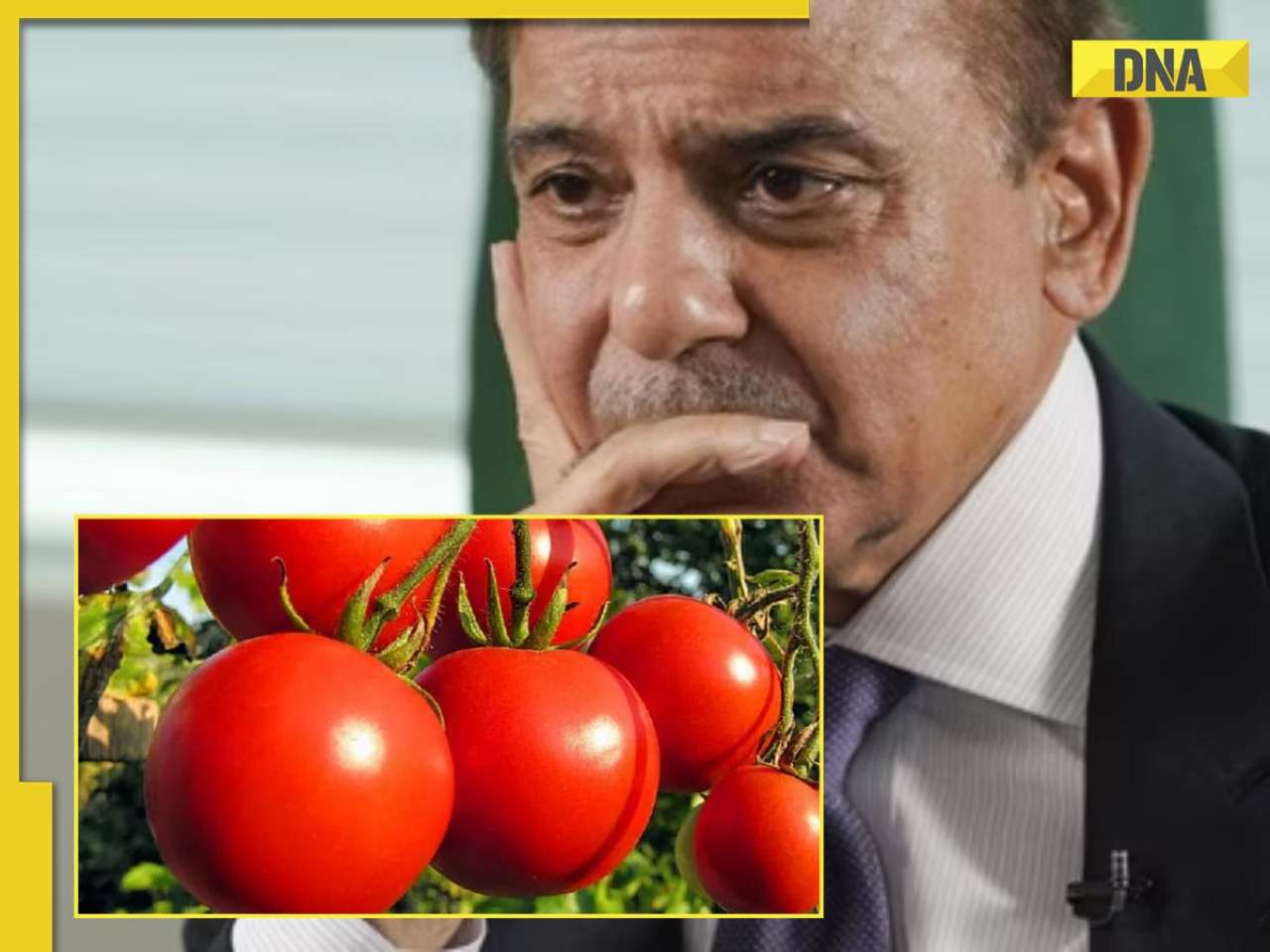 BIG TROUBLE for Shehbaz Sharif govt, common Pakistanis hit hard! Tomato prices surge 400% amid Afghanistan clashes