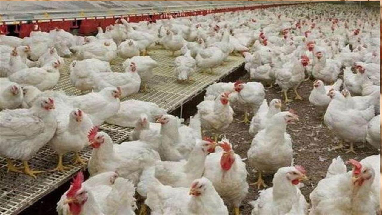 कभी डाउनफॉल नहीं होता ये बिजनेस