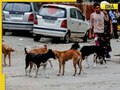 Supreme Court's MAJOR crackdown on stray dogs: Orders authorities to remove them from near these places, insists they be moved to...