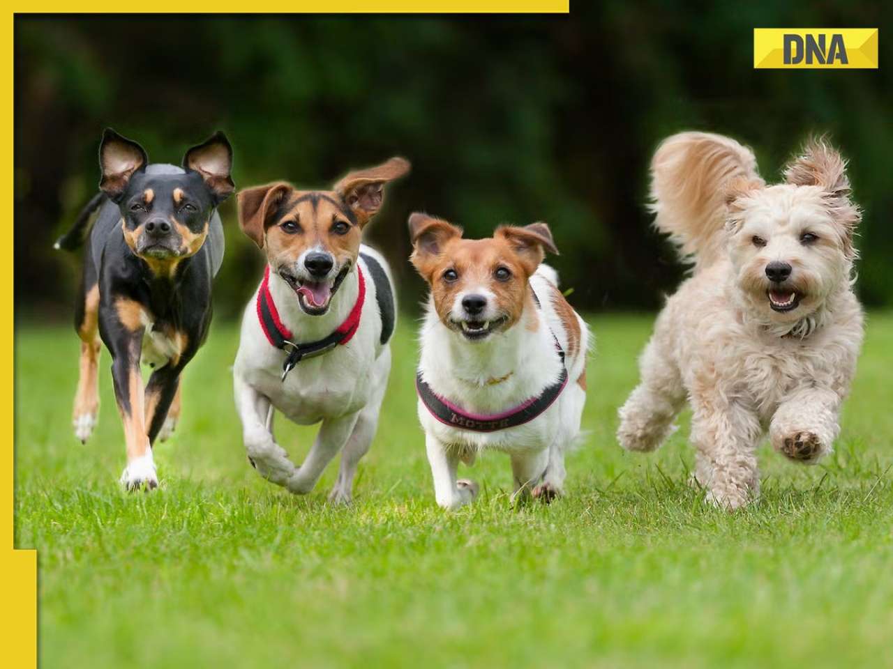 ATTENTION dog lovers: These 7 human foods can be fatal for your fur buddies