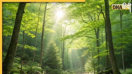 दुनिया के वो 5 देश जहां है सबसे ज्यादा जंगल, जानें कितनी है भारत की रैंकिंग