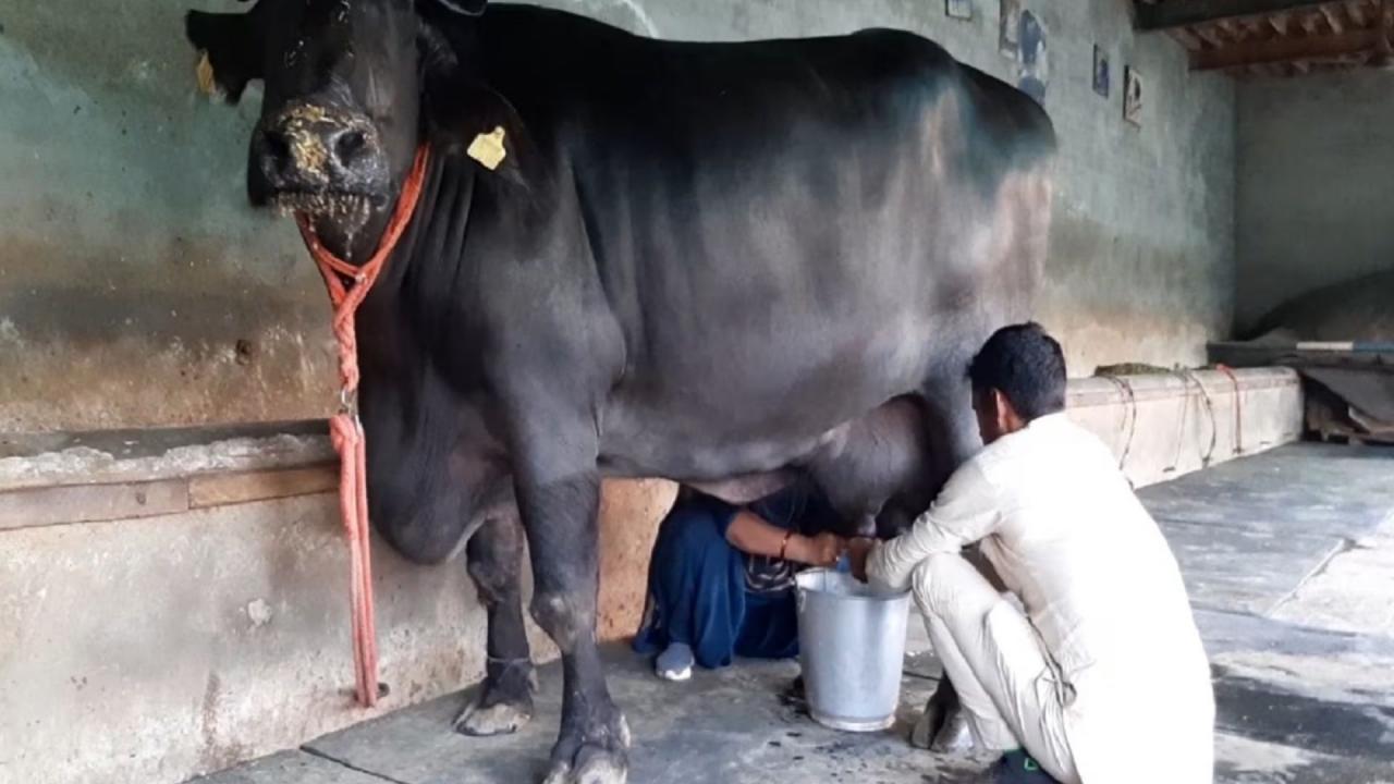 किस चीज का किया कारोबार?