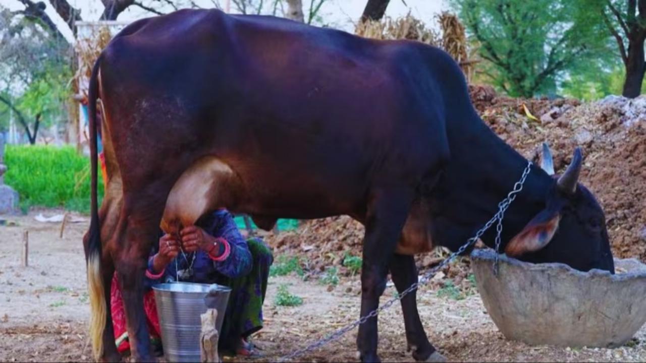 हजारों लीटर दूध रोज बेच देते हैं अक्षय