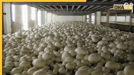 10 लाख की नौकर को नहीं दी तवज्जो, आज खेती से कमा रहे हैं लाखों; आपके लिए प्रेरणा बनेगी ये कहानी