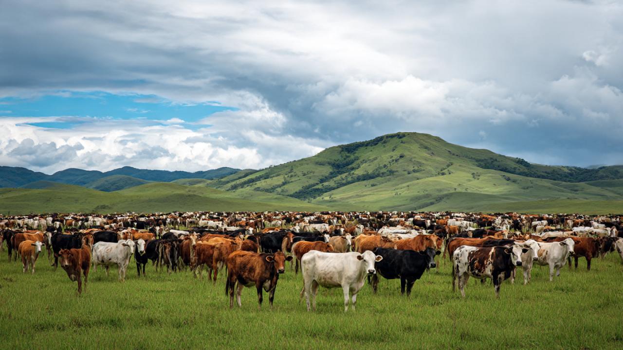 यहां हर इंसान पर है चाय गाय