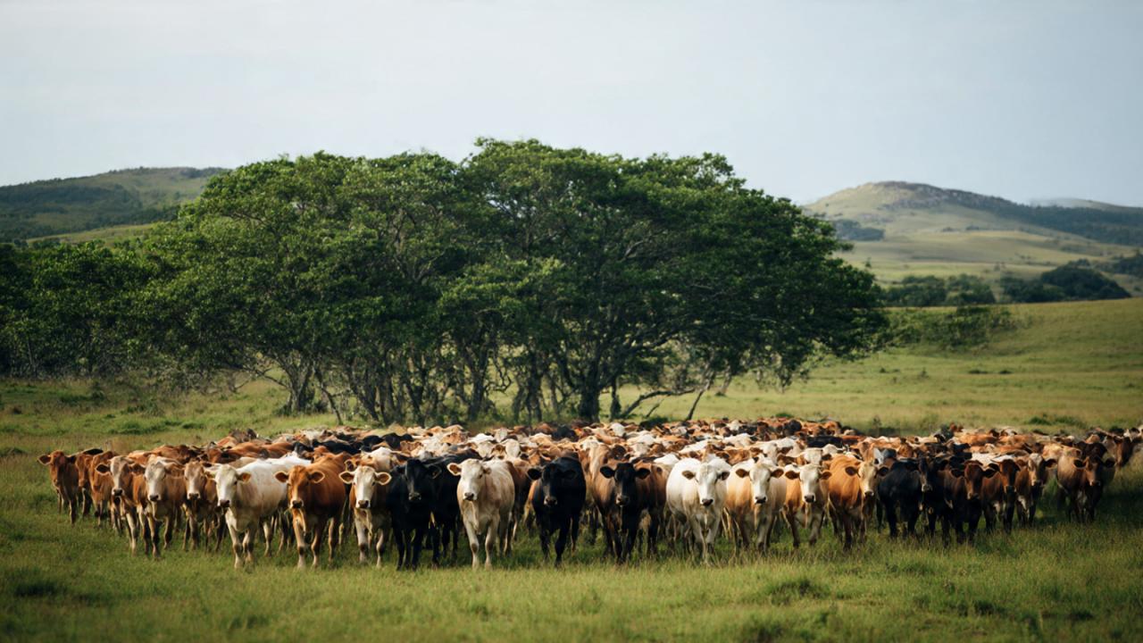 उरुग्वे में क्यों हैं इतनी ज्यादा गायें?