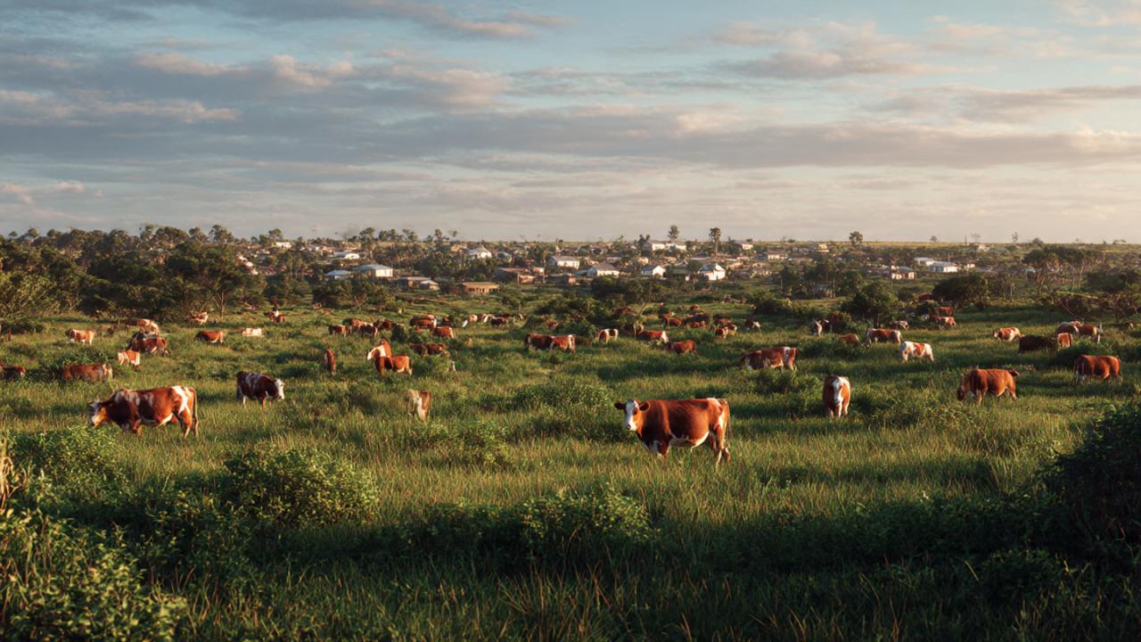 उरुग्वे है दुनिया का सबसे बड़े गोमांस निर्यातक देश