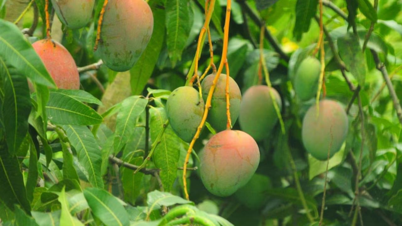 डायबिटीज में आम के पत्तों का ऐसे करें इस्तेमाल 