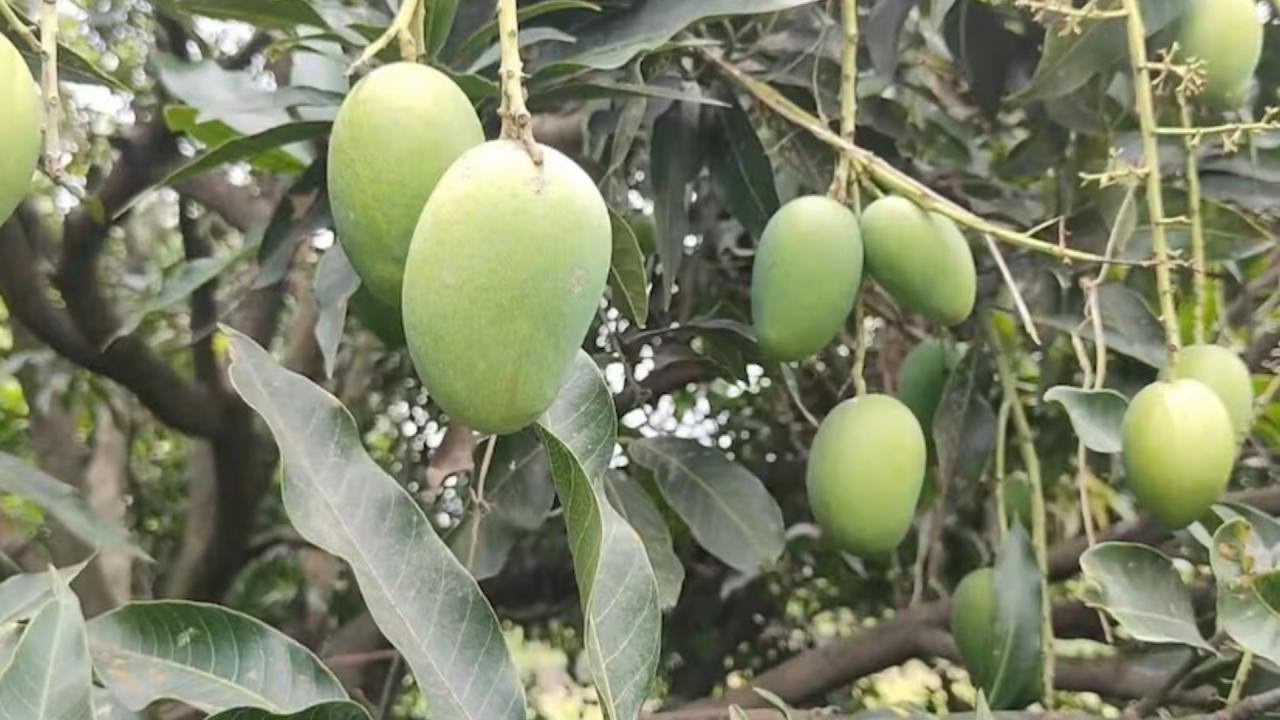 पत्तों को चबाकर खाएं