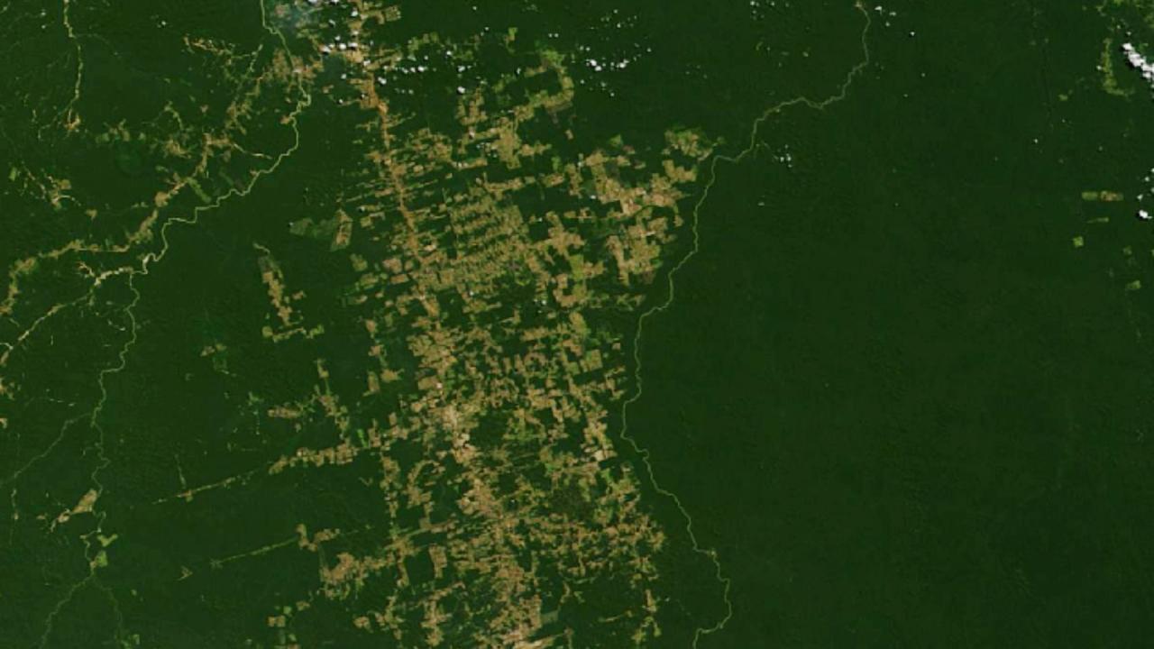 अमेजन वर्षावन