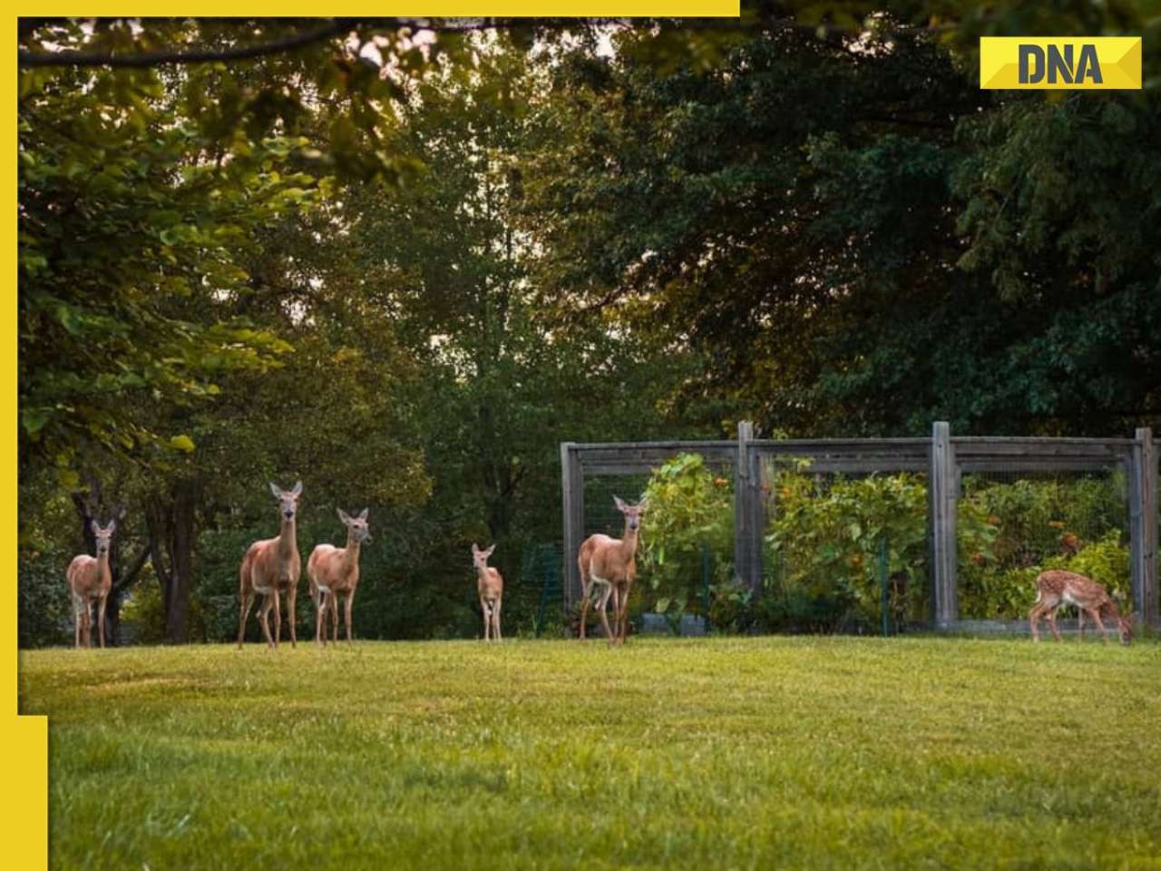 Good news for UP! Noida to have its own Deer Park, Sunset Safari in..., spread across 32 acres, with 132 deers, other animal species, check details