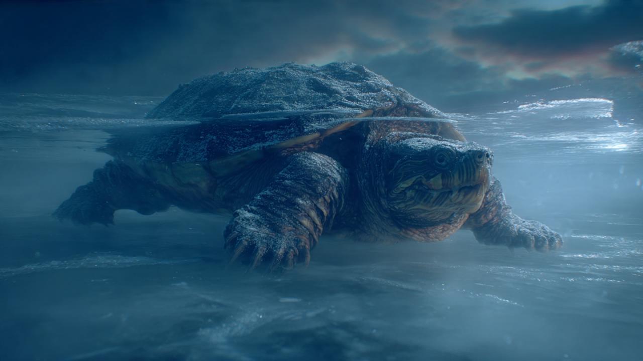 बर्फ से ढके तालाब में कैसे सांस लेते हैं कछुए?