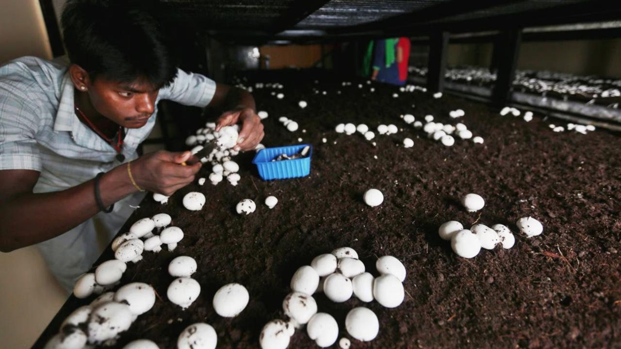 सरकारी योजनाओं का मिला लाभ