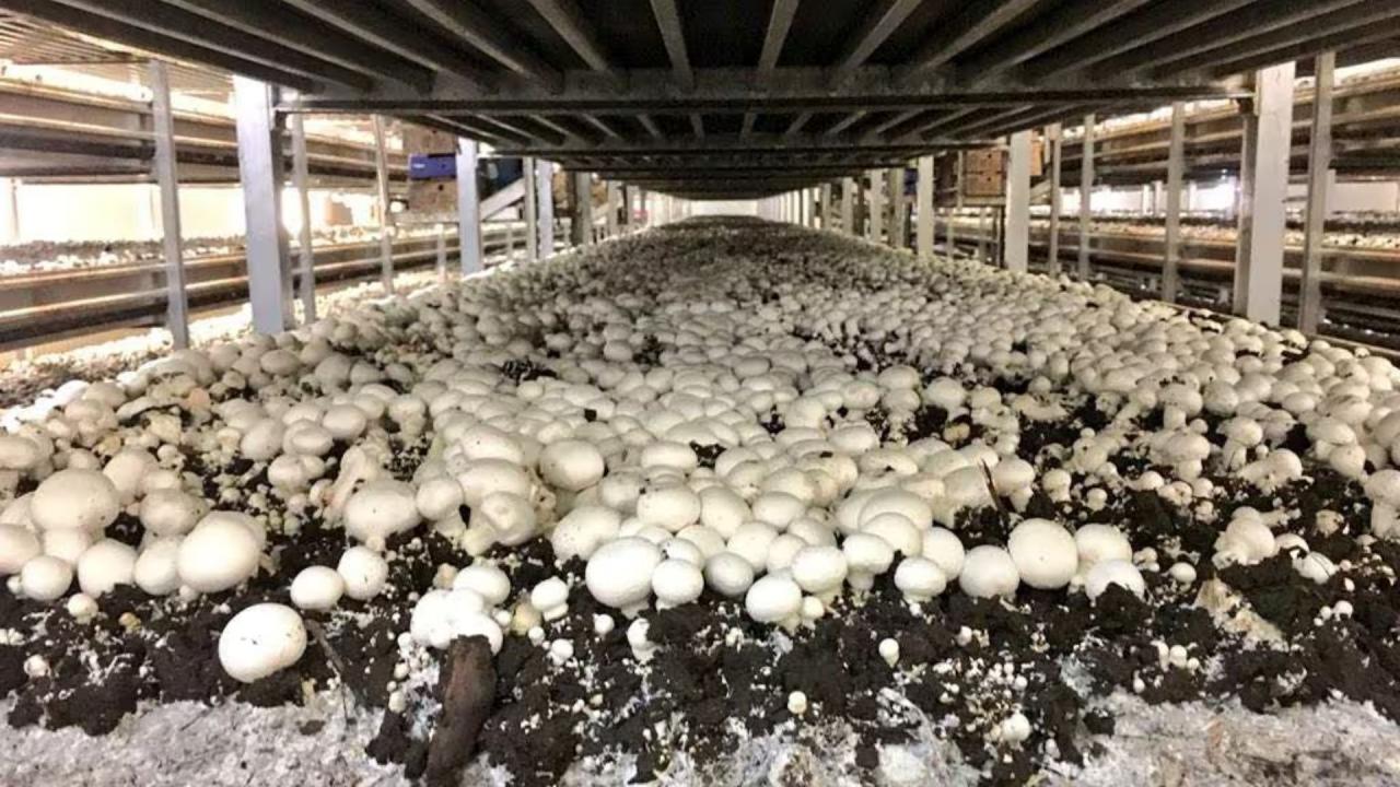 लोगों का दिया रोजगार