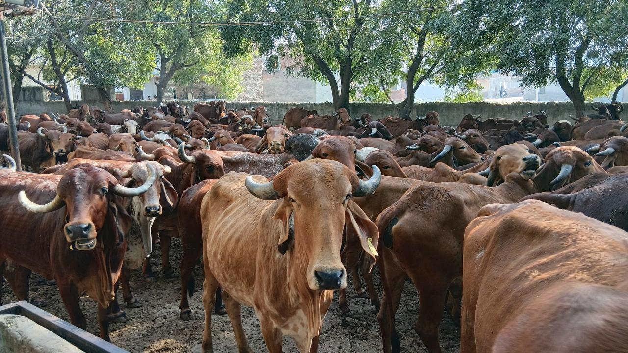 2015 में शुरू किया अपना कारोबार
