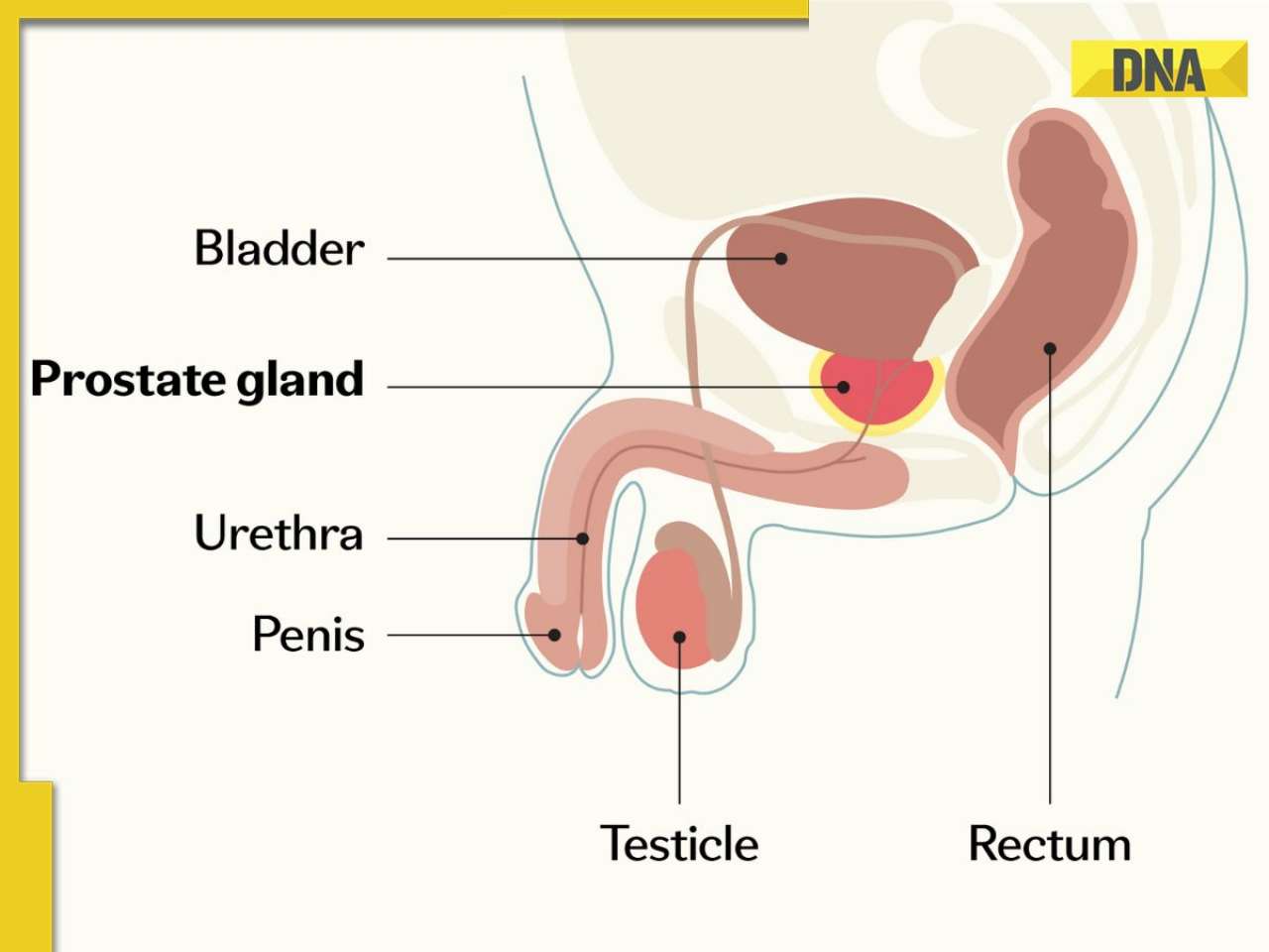 Prostate Cancer: Early symptoms, diagnosis, latest treatments and more; Here's everything you should know about