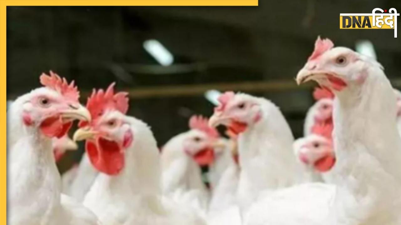 Bird Flu: केरल के अलप्पुझा और कोट्टायम जिलों में बर्ड फ्लू का कहर, कई बटेर और मुर्गियों में पाए गए बीमारी के लक्षण