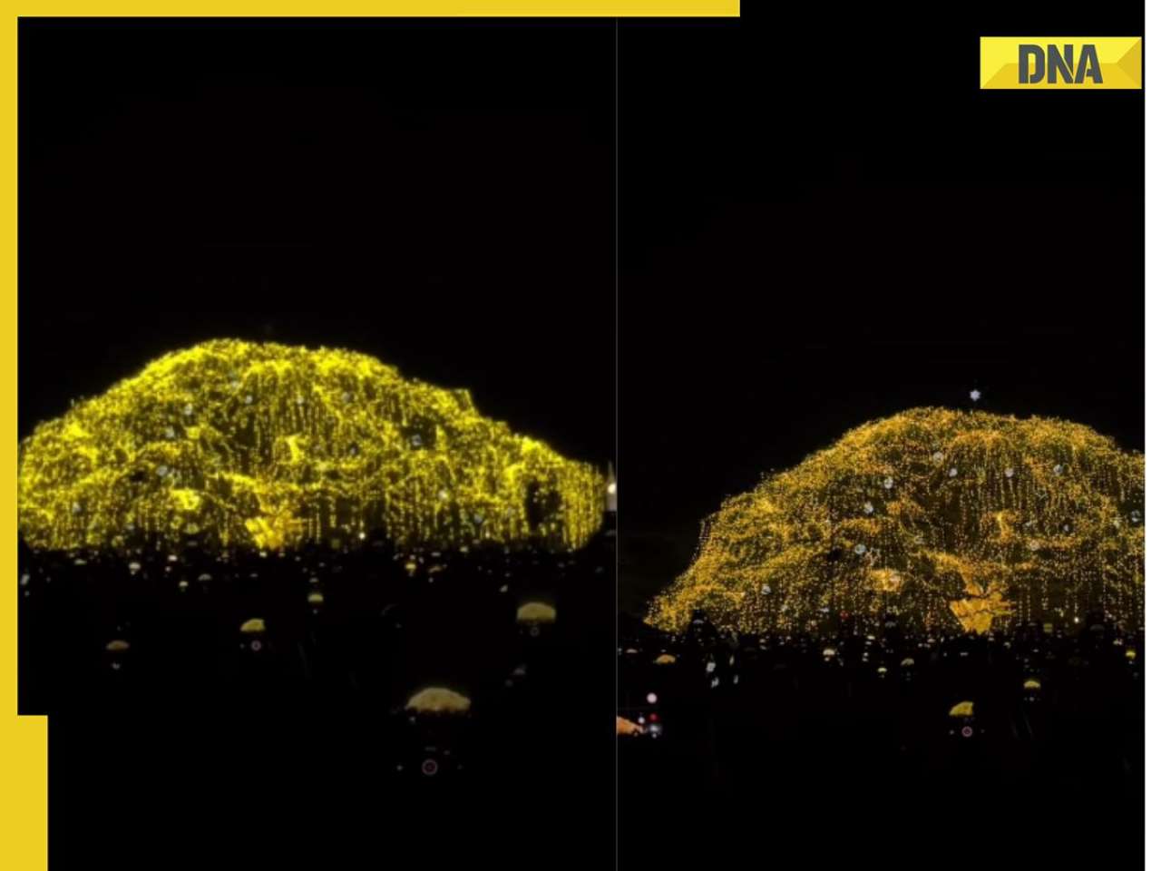 Kochi lights up 80-foot-tall real Christmas tree for grand year-end show, watch