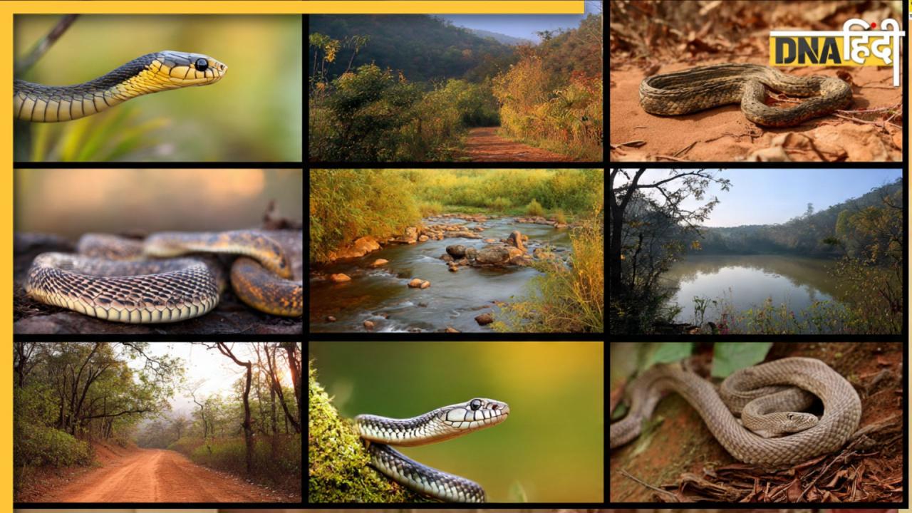 इन 10 देशों में पाई जाती हैं सांप की सबसे ज्यादा प्रजातियां, जानें भारत में कितनी स्नेक स्पीशीज हैं