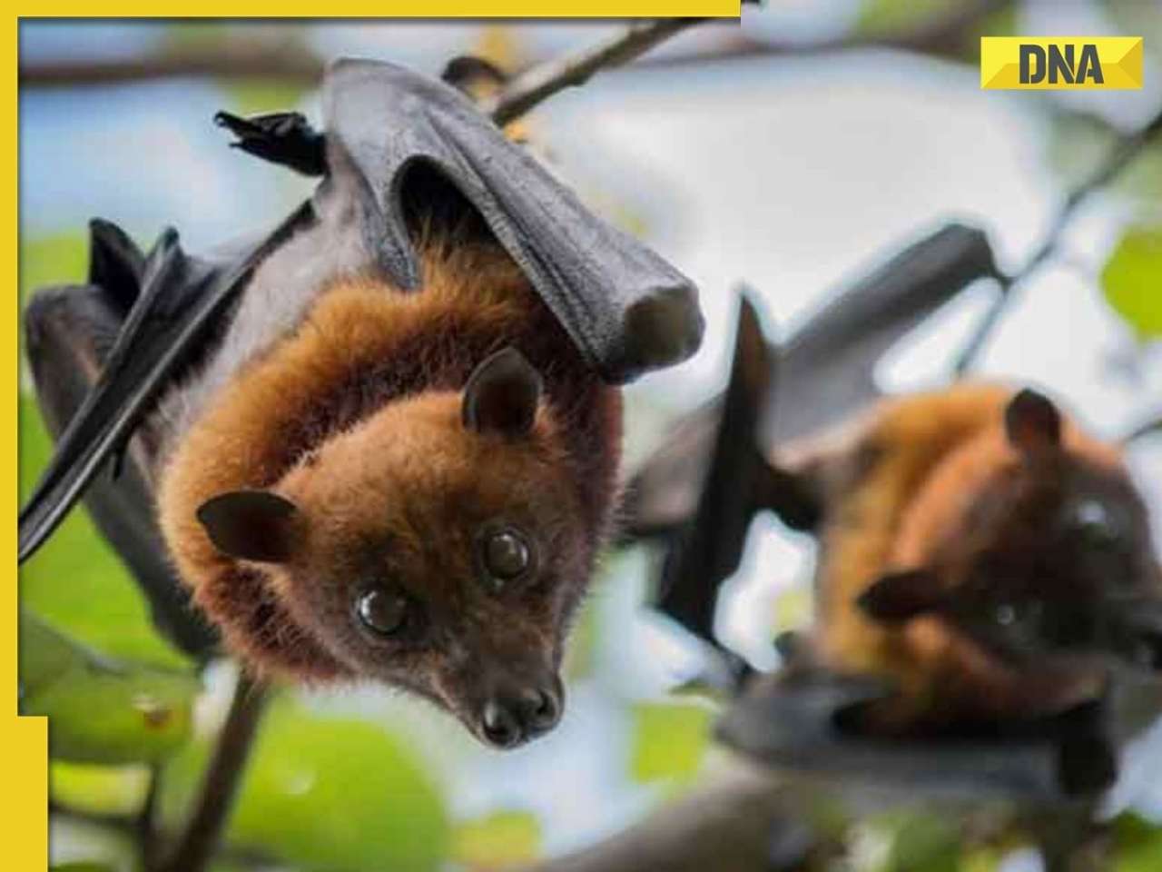 West Bengal Nipah virus scare: Two nurses 'very critical', all you need to know about causes and symptoms