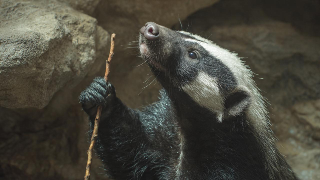 औजारों का इस्तेमाल करने में भी तेज