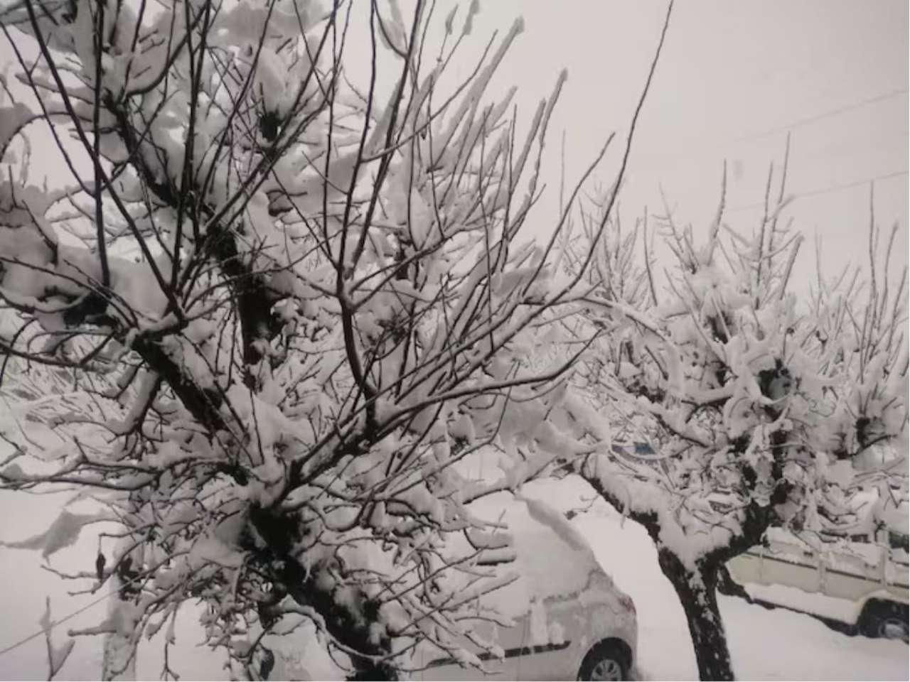 Kashmir Transformed by Snow-Covered Trees