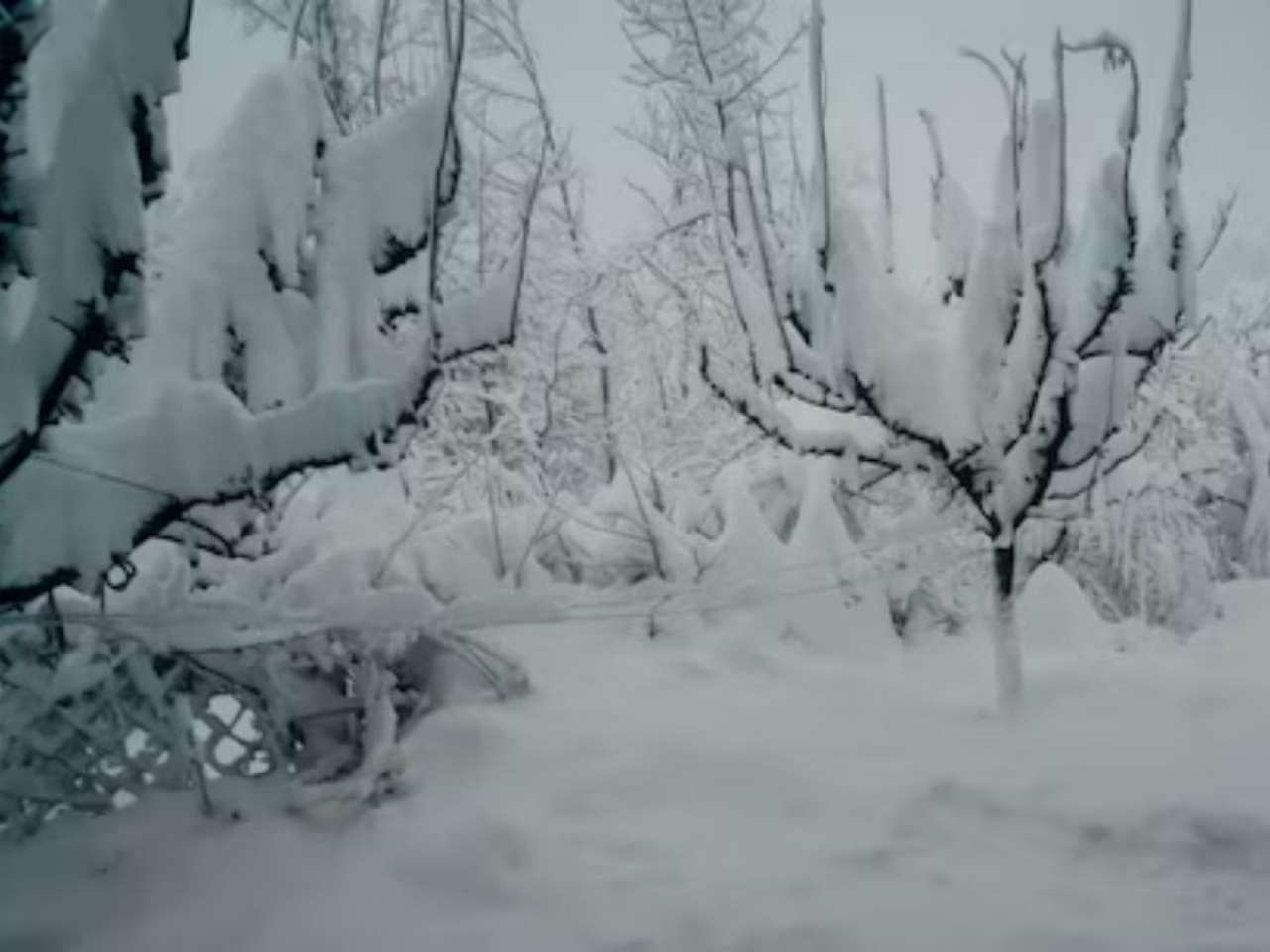 Snow Warning Issued for Kashmir Valley