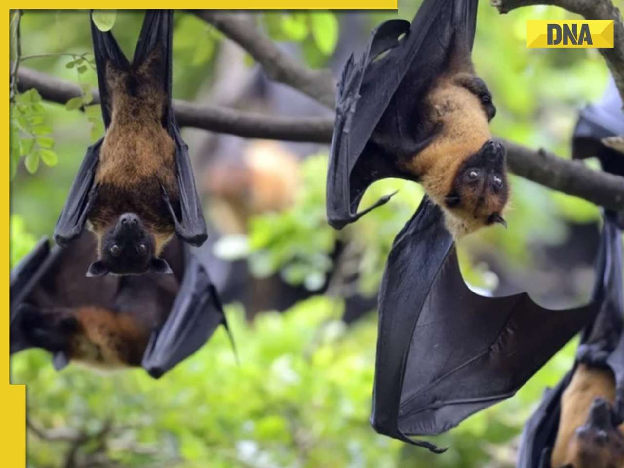 Nipah Virus: AIIMS doctor says highly infectious disease has 'severe' outcomes, how does it spread and is it deadly