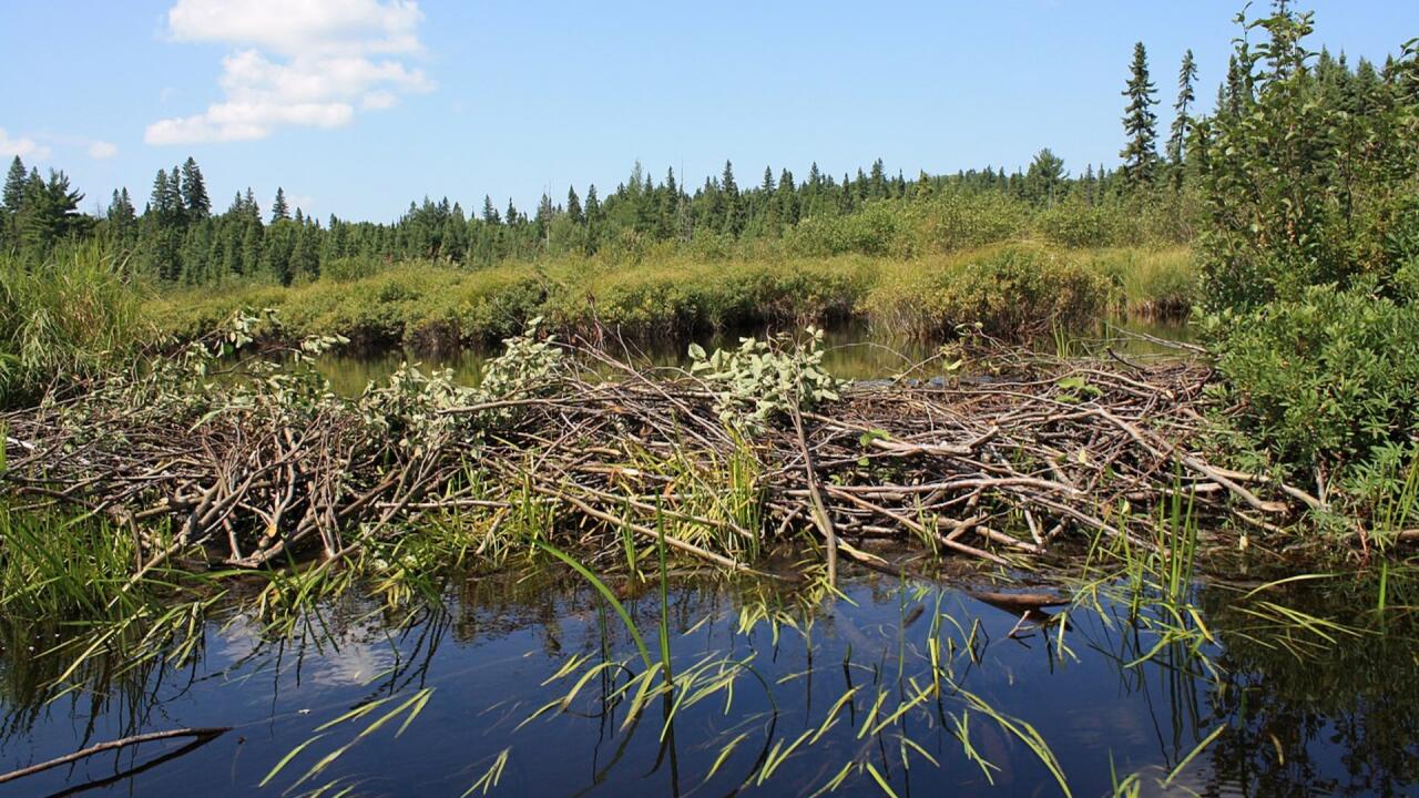 बफेलो नेशनल पार्क के हिस्से में मौजूद है यह बीवर बांध