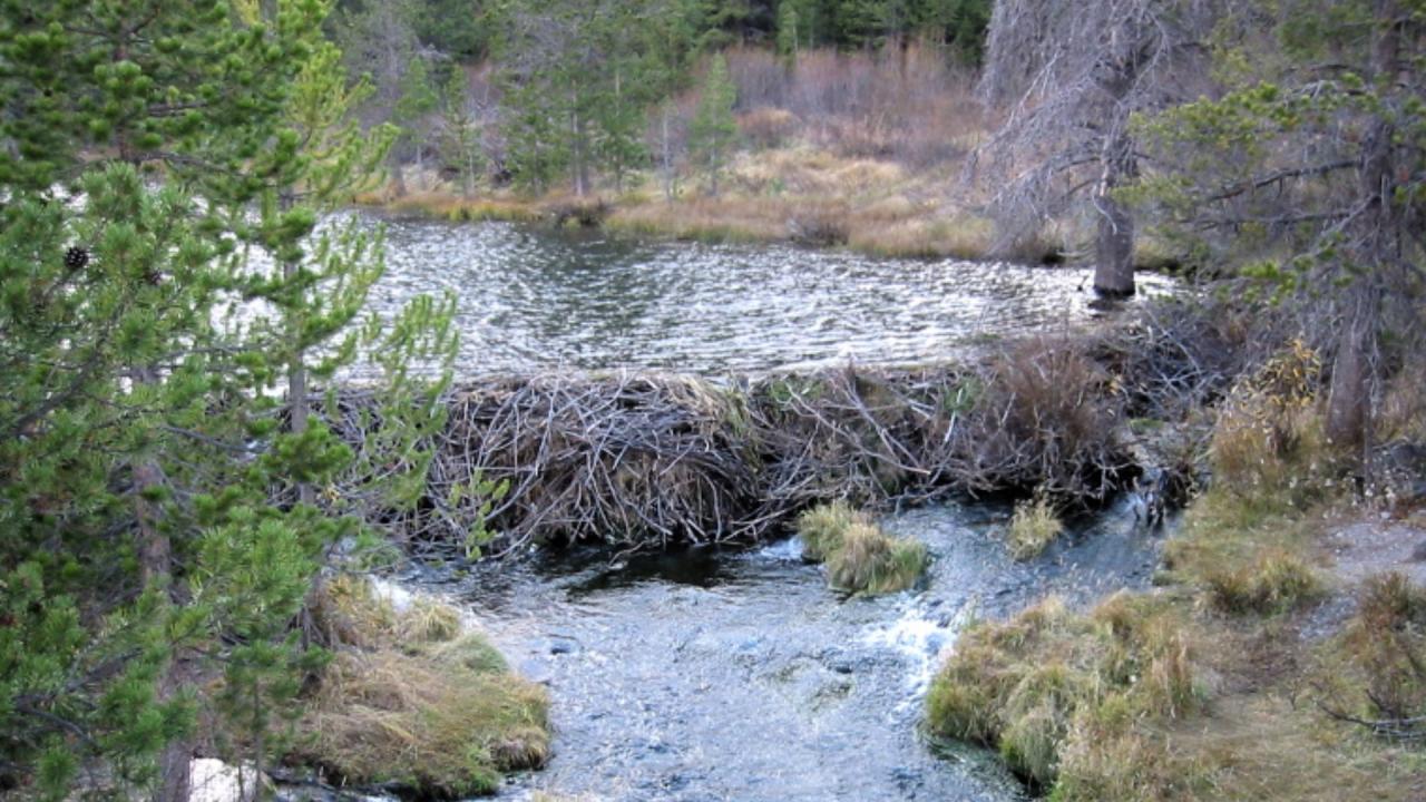 कैसे बना होगा यह बीवर बांध?