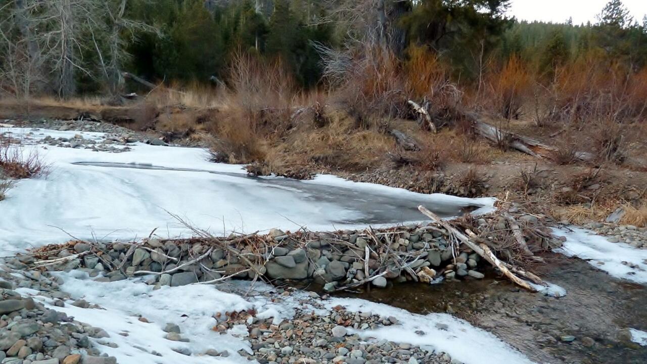 पारिस्थितिकी तंत्र के इंजीनियर हैं ये जीव