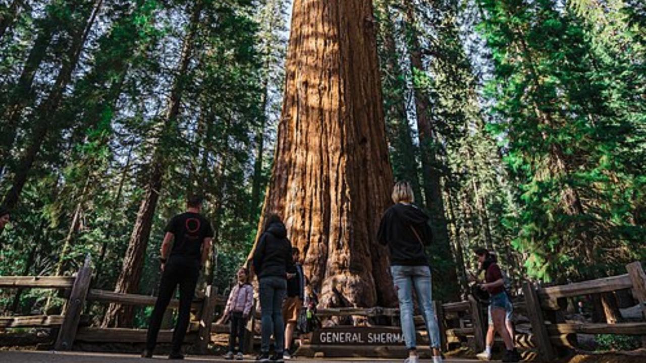 कैसे यह वृक्ष बना इतना विशाल?