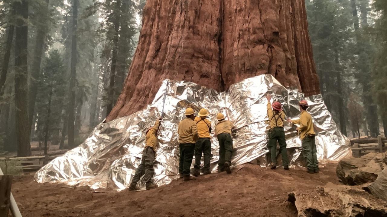 आग से यूं हुई थी इस पेड़ की रक्षा