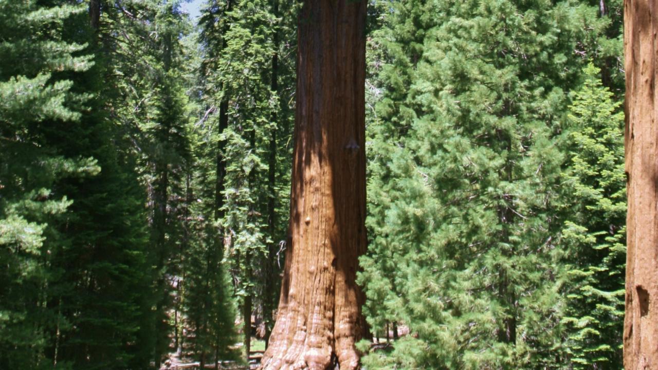 जायंट सिकोइया प्रजाति का है यह पेड़