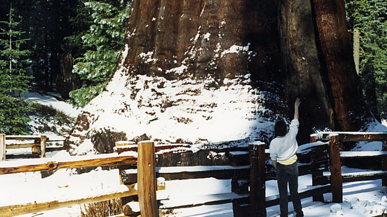 दुनिया का सबसे पुराना पेड़ नहीं है जनरल शेरमन