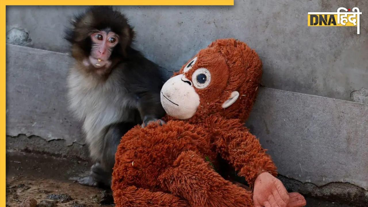 मां के दुत्कार ने इस बेबी को बना दिया सोशल मीडिया का दुलारा, नन्हें बंदर Punch का ये एक्शन कर देगा आपको इमोशनल