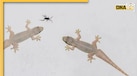 आपके घर में भी छिपकलियों ने बसा लिया है डेरा? 1 या 2 नहीं, ये रहे Lizards को बिना मारे भगाने के 5 जादुई तरीके