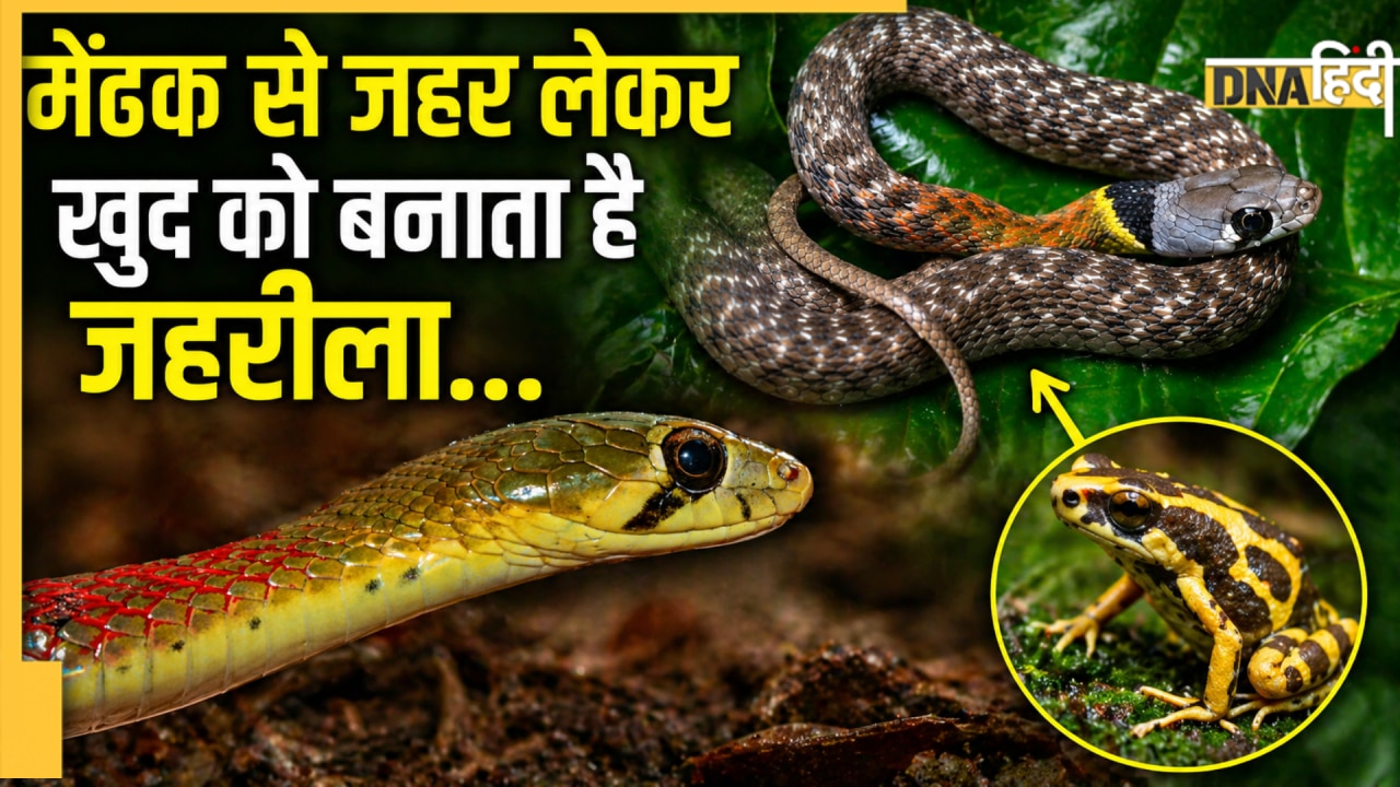 शिकार से जहर चुराने वाला सांप