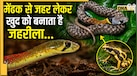दुनिया का एकमात्र सांप जो करता है जहर की चोरी, गले में विष भरते ही बदल जाता है इसका नेचर