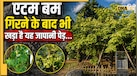 हिरोशिमा का वो पेड़ जिस पर नहीं हुआ था परमाणु बम का असर, इस Living Fossil को फलते-फूलते देख साइंटिस्ट भी हैरान!