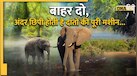 हाथी के मुंह के अंदर कितने दांत होते हैं? भारी इतने कि वजन जानकर पकड़ लेंगे माथा!