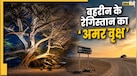 बहरीन के बंजर रेगिस्तान में 400 साल से कैसे जिंदा है यह पेड़? बिना पानी, सांस लेते देख साइंटिस्ट भी हैरान!