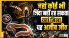 वैज्ञानिकों को सोने की खान में मिला 'शैतानी जीव', बिना आंखों और ऑक्सीजन के धरती की गहराई में कैसे है जिंदा?