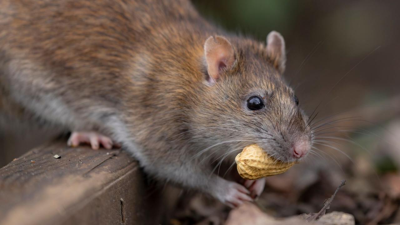 Hantavirus Alert: चूहे की गंदगी पर भूलकर भी न लगाएं झाड़ू, एक्सपर्ट्स ने बताया सफाई का सही तरीका | DNA HINDI