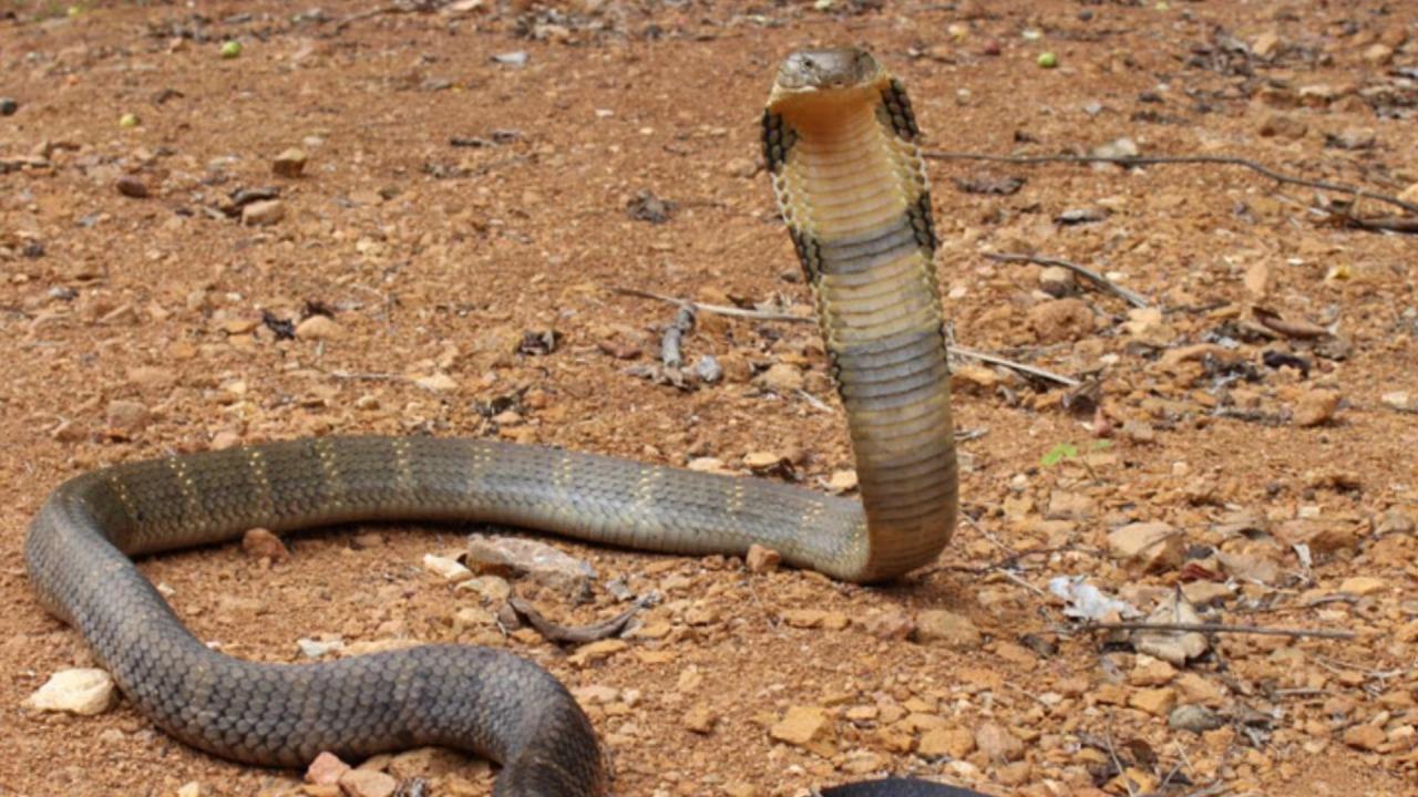 घाव की सामान्य सफाई