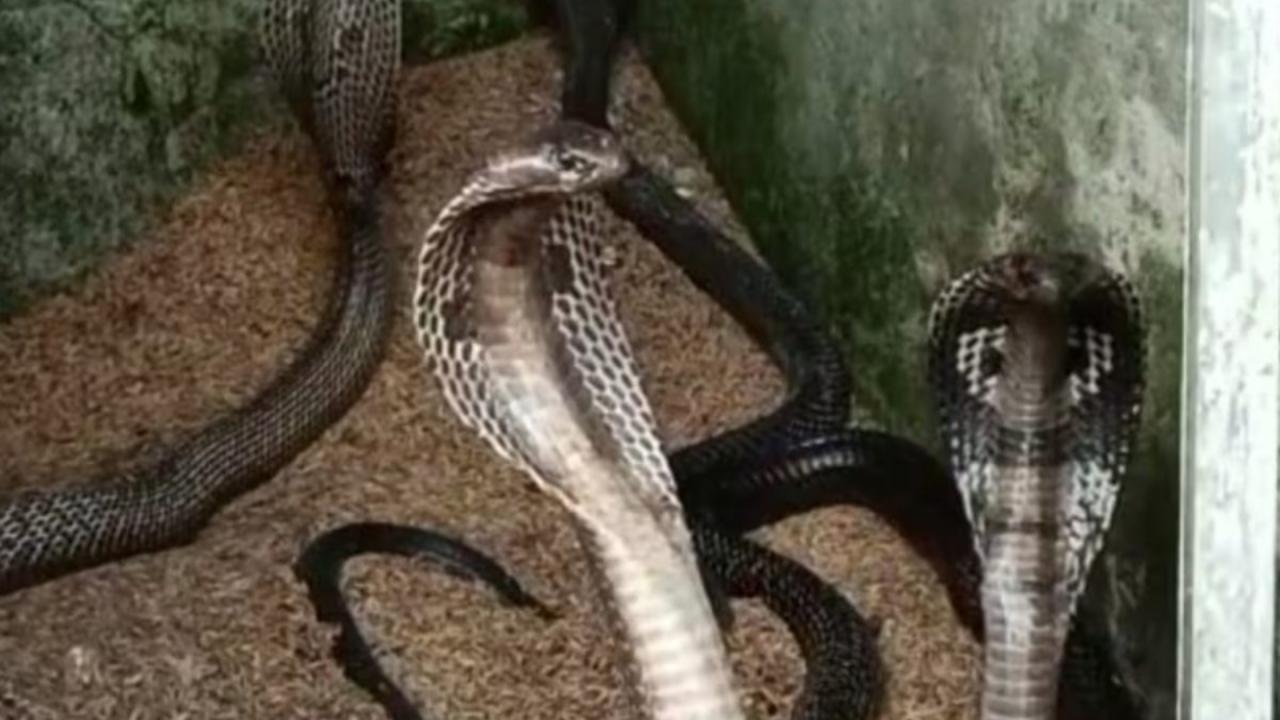 सांप का काटना एक गंभीर स्वास्थ्य चुनौती