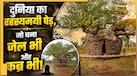 दुनिया का अनोखा पेड़ जिसे कभी जेल की तरह किया जाता था इस्तेमाल, डेड बॉडी दफनाने में भी आता था काम!