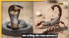 सांप या बिच्छू किसका जहर ज्यादा खतरनाक? एक की चुभन दर्द देती है, दूसरा मिनटों में रोक सकता है सांस