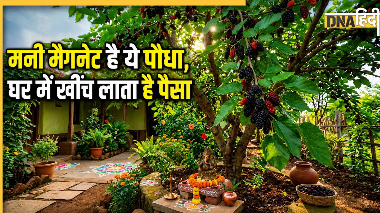 Plant For Attract Money: मनी मैगनेट है ये एक पौधा, रसदार फल देने के साथ ही चुंबक की तरह खींचता है पैसा और दौलत